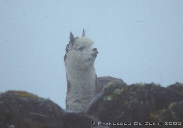 a_img027_1 Alpaca nella nebbia - Cordillera Apolobamba<br>Bolivia - 2003