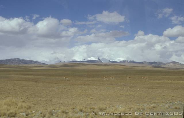 a_img135 Vigogne - Cordillera Apolobamba<br>Bolivia - 2003