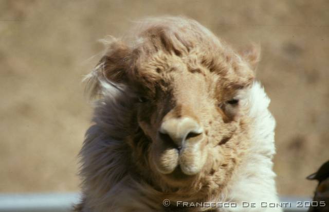 a_img394 Alpaca nel vento della Polvorilla<br>Argentina - 2003