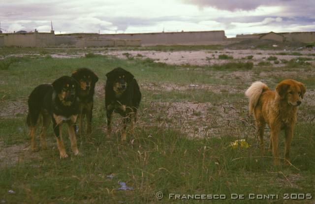 b_img095 Molossi tibetani vicino al campo - Verso il Kailash<br>Tibet - 2000