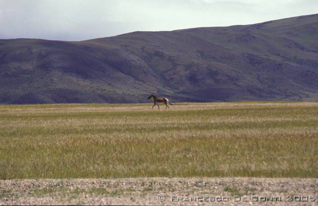 b_img141 Quiang (quasi estinto) - Verso il Kailash<br>Tibet - 2000