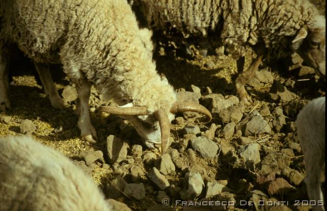 c_img142 Ariete con tre corna - isola di Amantani-Titicaca<br>Bolivia - 1998