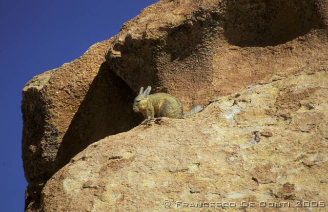 c_img240 Viscacha - Salar de Uyuni<br>Bolivia - 1998