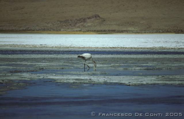 c_img248 Flamingo - Salar de Uyuni<br>Bolivia - 1998