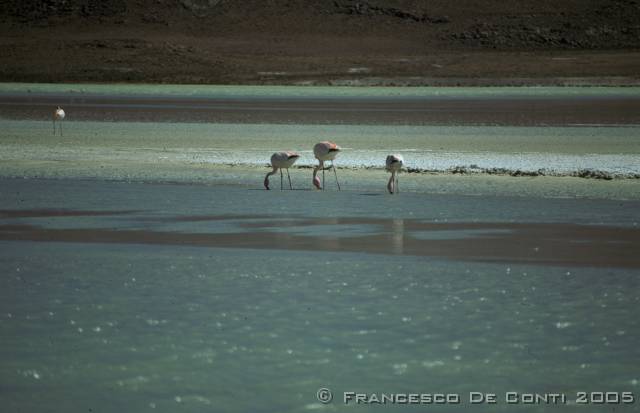 c_img250 Flamingo - Salar de Uyuni<br>Bolivia - 1998