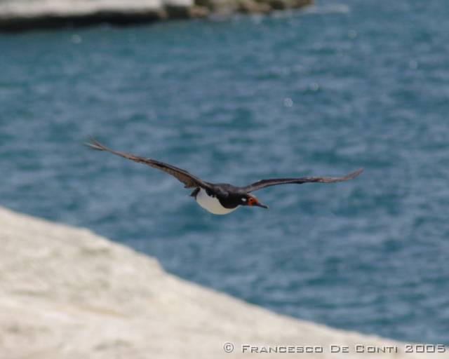 j_dsc_0052a Cormorano reale - Puerto Madryn<br>Argentina - 2004