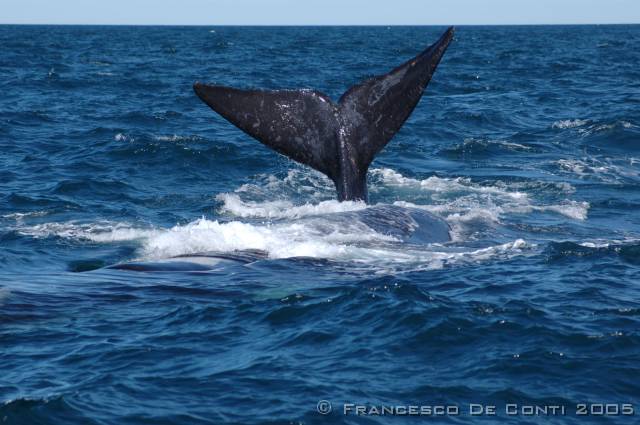 j_dsc_0129 Balena franca austral - Penisola di Valds<br>Argentina - 2004