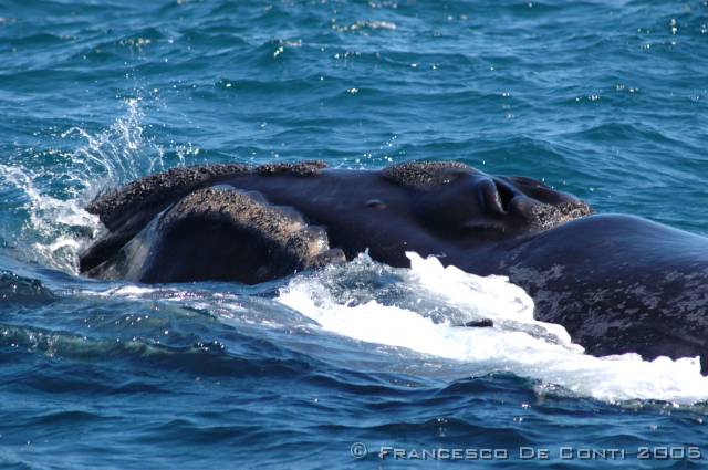 j_dsc_0162 Balena franca austral - Penisola di Valds<br>Argentina - 2004