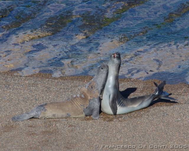 j_dsc_0245a Elefanti di mare a Caleta Valds - Penisola di Valds<br>Argentina - 2004