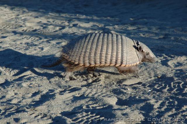 j_dsc_0272 Armadillo curioso a nord di Caleta Valds -Penisola di Valds<br>Argentina - 2004