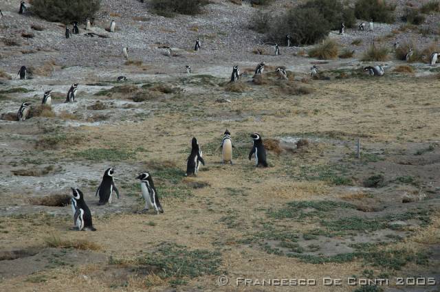 j_dsc_0332 Pinguinera di Cabo Dos Bahas<br>Argentina - 2004