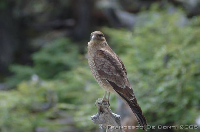 j_dsc_0797 Caracara - Parque Tierra del Fuego<br>Argentina - 2004