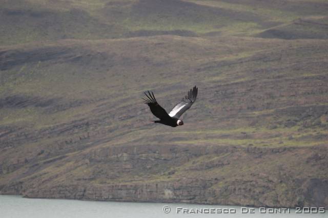 j_dsc_1079 Condor patagonico - Parco del Paine<br>Cile - 2004