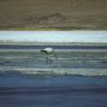 c_img248 Flamingo - Salar de Uyuni