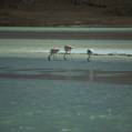 c_img250 Flamingo - Salar de Uyuni