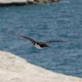 j_dsc_0052a Cormorano reale - Puerto Madryn