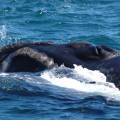 j_dsc_0162 Balena franca austral - Penisola di Valds