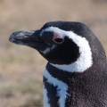 j_dsc_0249 Pinguino patagonico a caleta Valds -Penisola di Valds