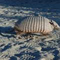 j_dsc_0272 Armadillo curioso a nord di Caleta Valds -Penisola di Valds