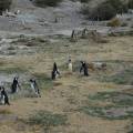 j_dsc_0332 Pinguinera di Cabo Dos Bahas