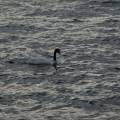 j_dsc_0840 Cigno dal collo nero - Baia di Puerto Natales