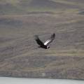 j_dsc_1079 Condor patagonico - Parco del Paine