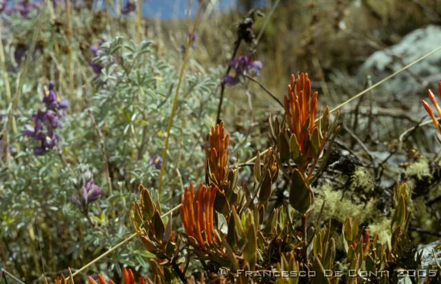 c_img084 Cordillera Blanca<br>Per - 1998