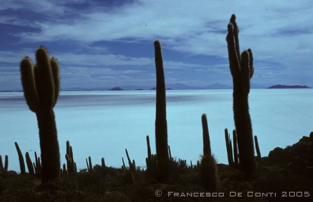 c_img234 Isla del Pescado - Salar de Uyuni<br>Bolivia - 1998