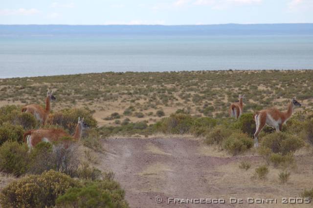 j_dsc_0321 Guanacos a Cabo Dos Bahias<br>Argentina - 2004