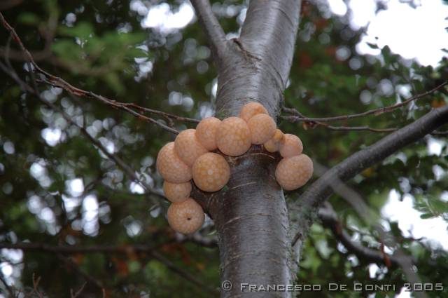 j_dsc_0647 Funghi nel Parque Tierra del Fuego<br>Argentina - 2004