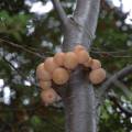 j_dsc_0647 Funghi nel Parque Tierra del Fuego